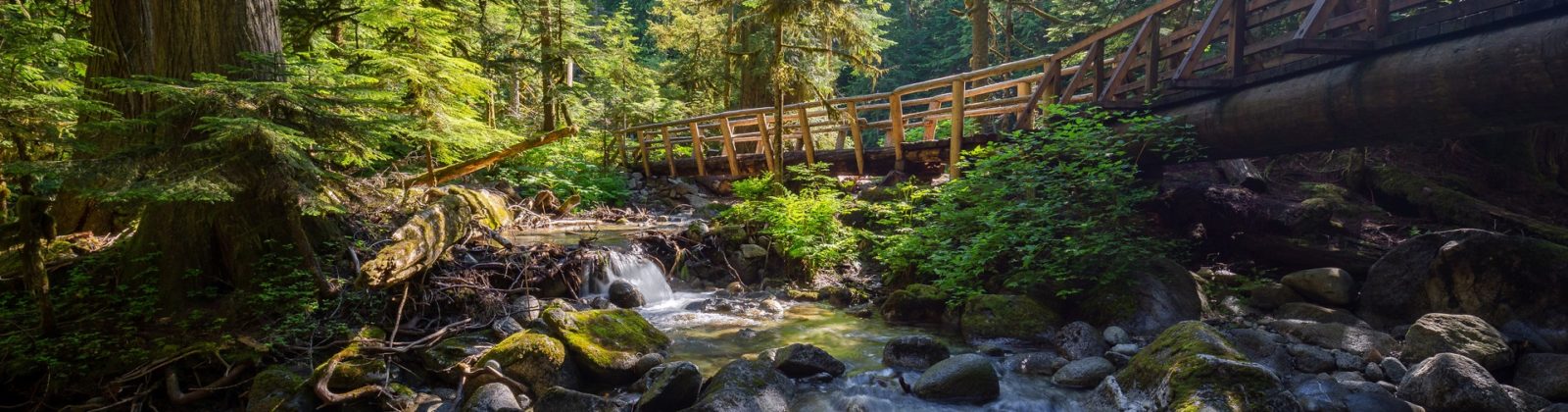 Wooden bridge in forest