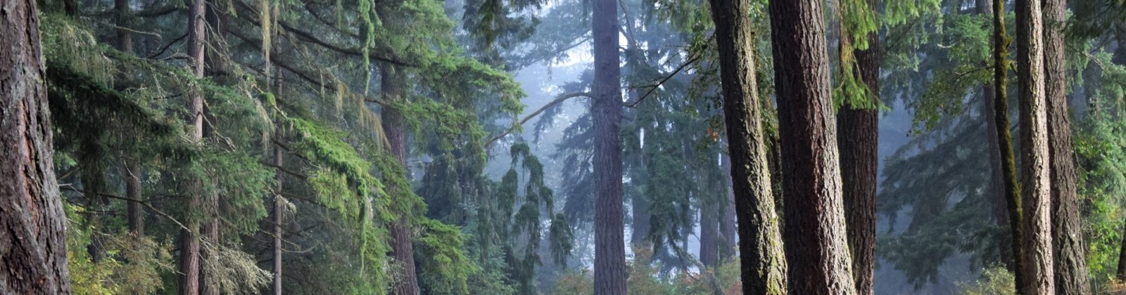 Forest in Tacoma, Washington